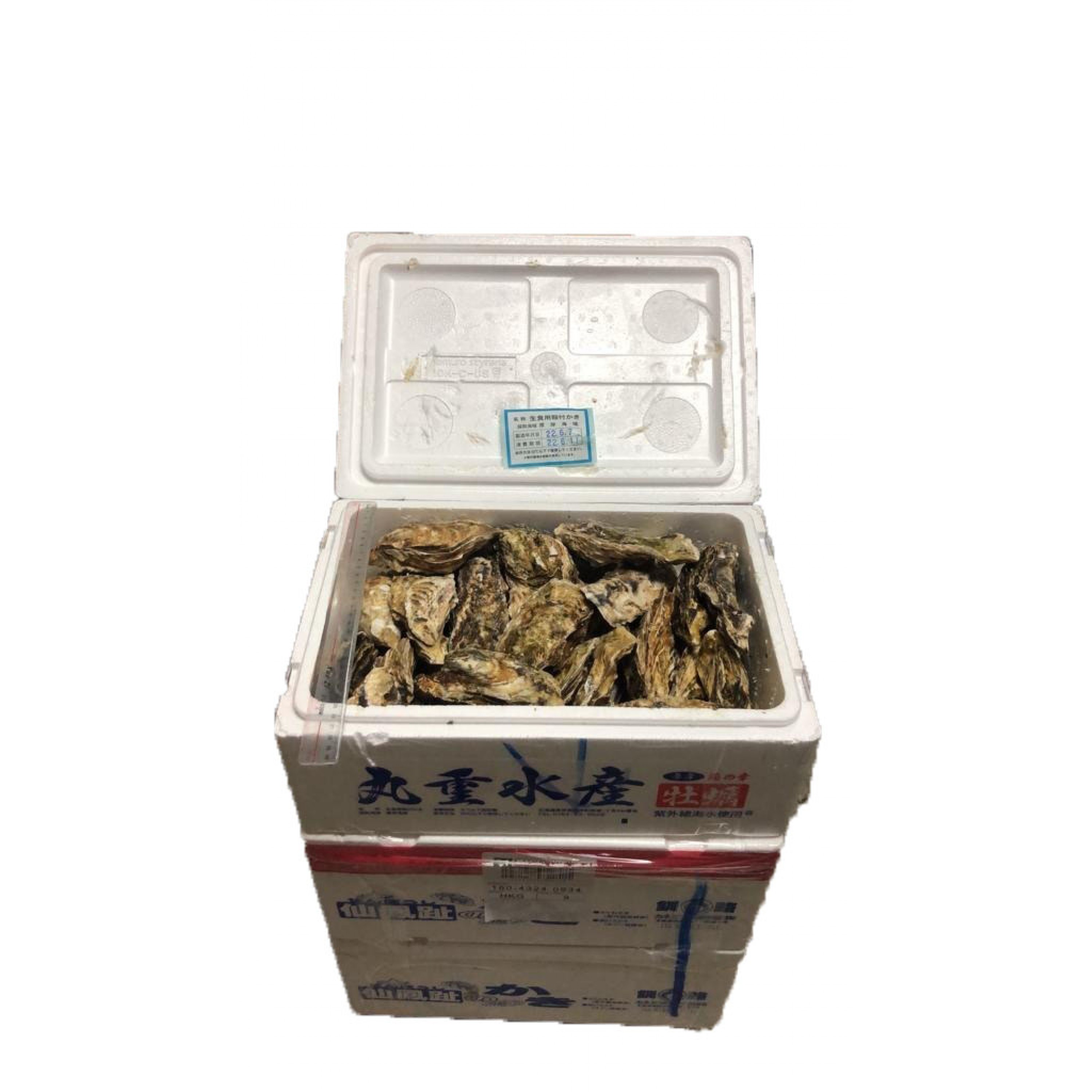 北菱水產-仙鳳趾(北海道昆布森產) M SIZE